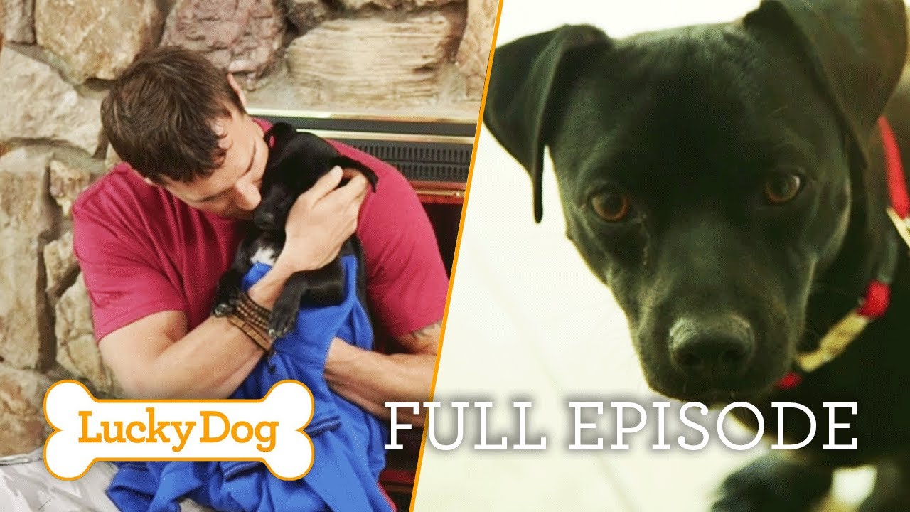A Shy Dog Finds Love and Helps with Alzheimer’s | Lucky Dog Full Episode