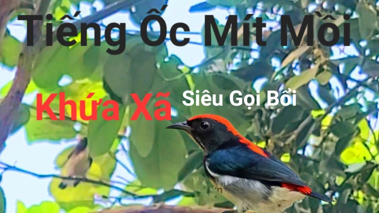 Tiếng Chim ỐC Mít mồi hót khứa xã gọi bầy hay  không tạp âm/ Thú vui nuôi chim Ốc Mít 