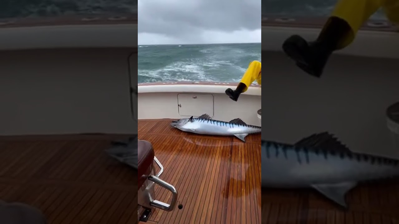 This fish made the biggest mistake of its life  #ocean #fisherman #sea #gift #boatlife #fishaholic