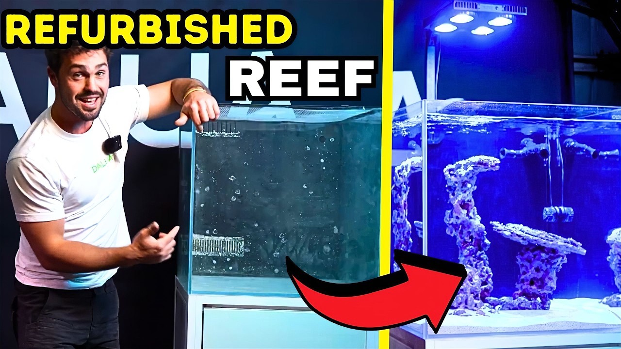 Refurbishing Your Old Reef Tank | Things They Don't Tell You