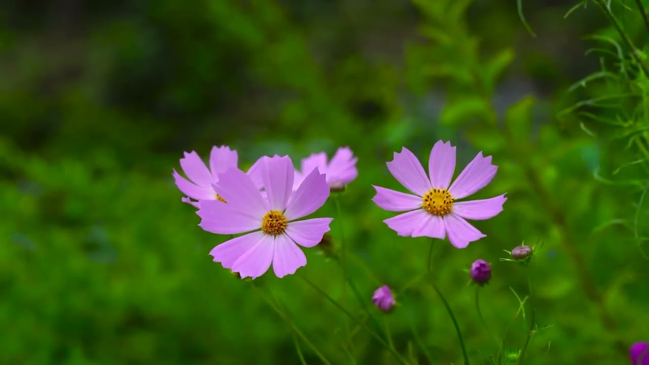 `3-Hour Nature Flowers Meditation | Ancient Mossy Trees & Mystical Ambient Music`