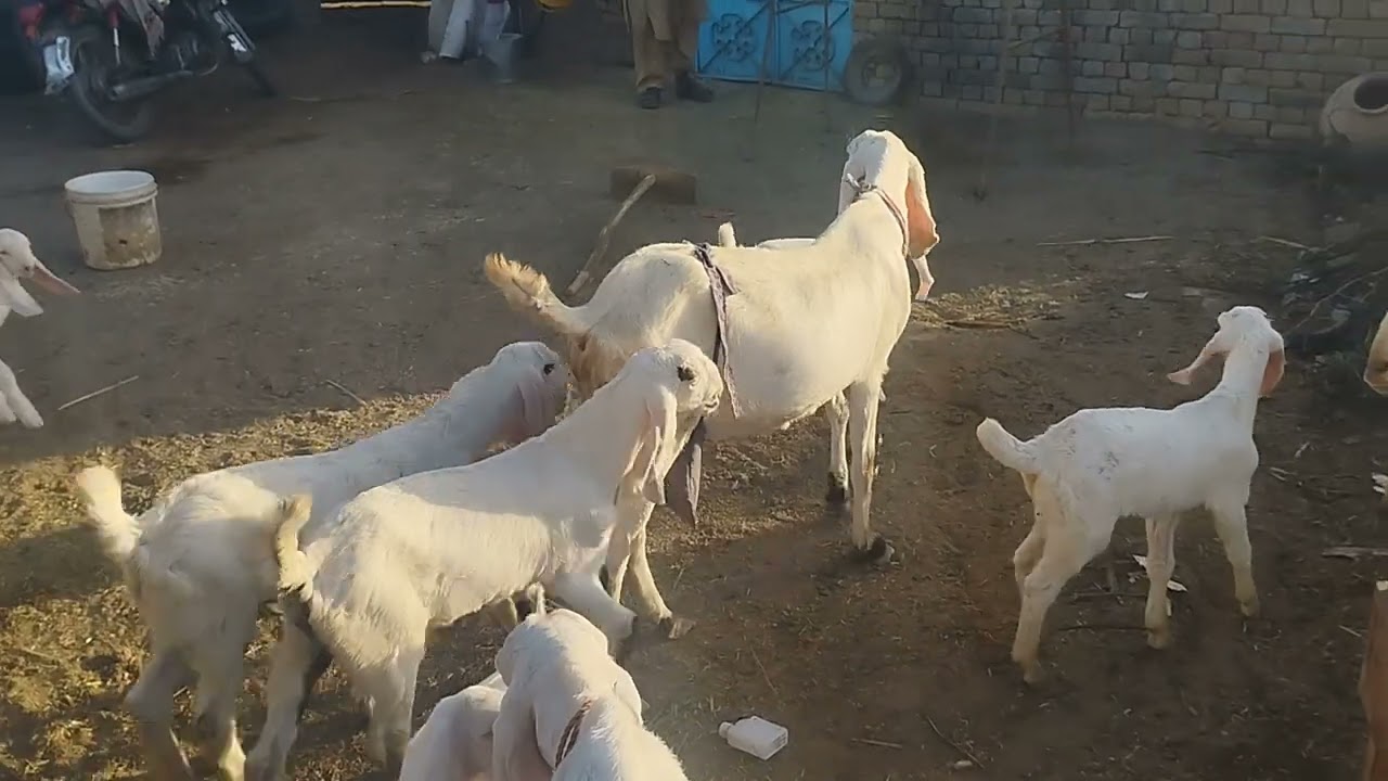 nukri goat.
