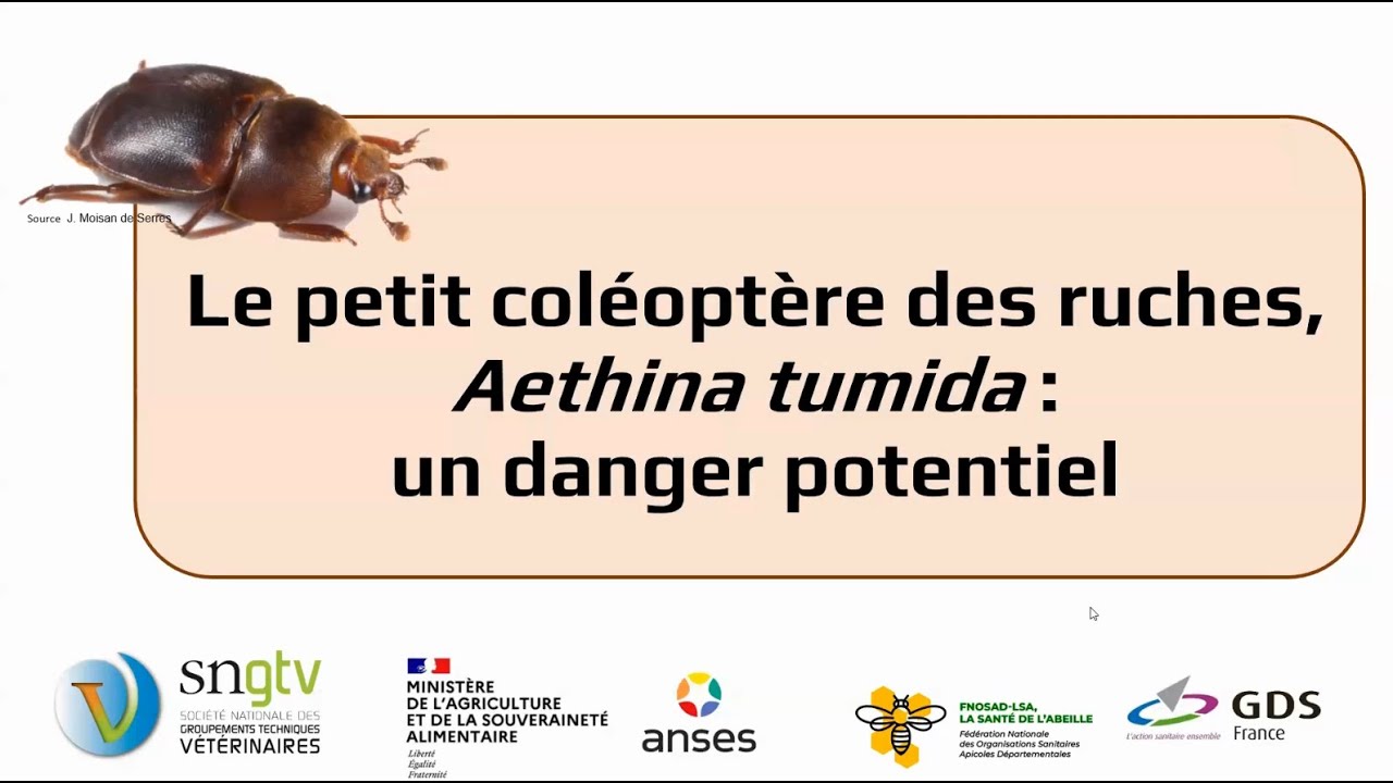 Webinaire d'information Aethina 2025