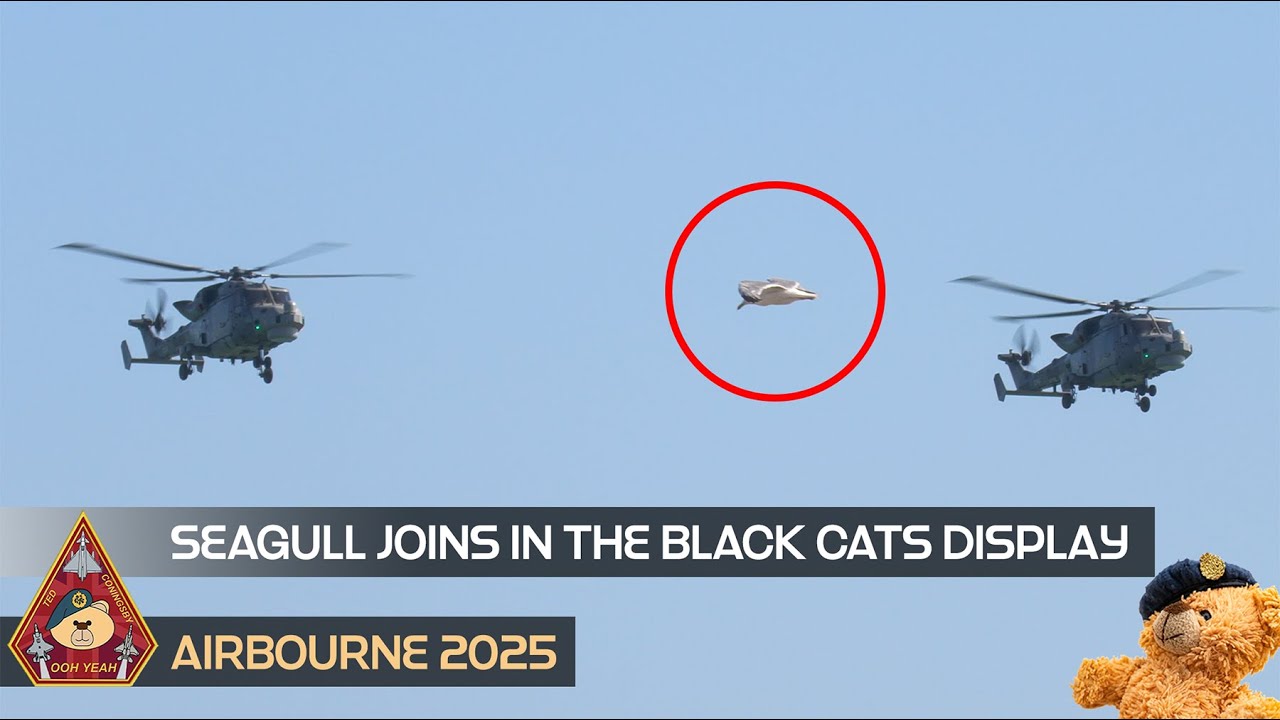 HIGHLY MANOEUVRABLE WILDCAT ROYAL NAVY'S BLACK CATS HELICOPTER DISPLAY TEAM PLUS SEAGULL • AIRBOURNE
