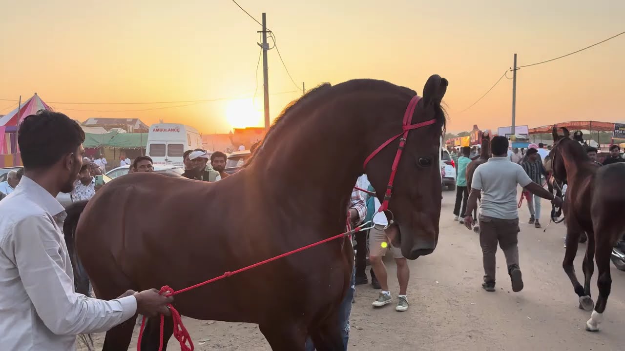 पुष्कर मेले में आया farzand  घोड़ा देखिए, दिल थाम कर स्टैलियन farzand ko | #horse #pets