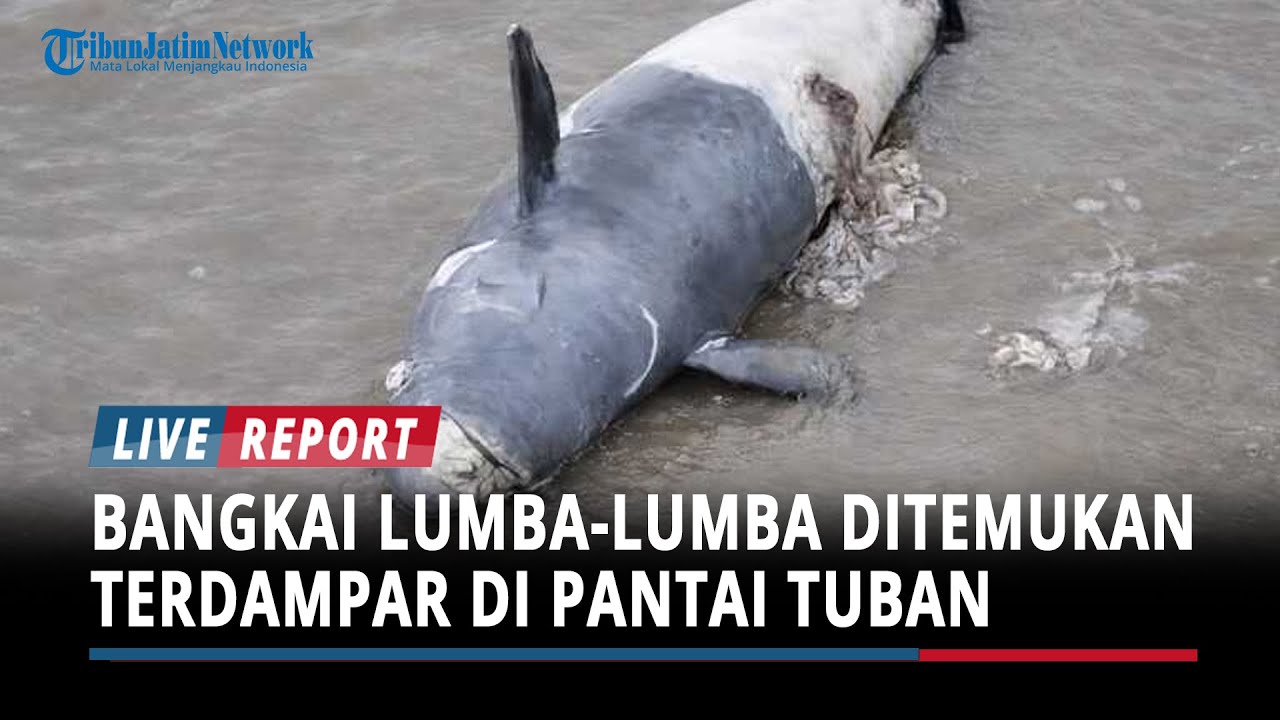 Hebohkan Warga, Bangkai Lumba-lumba Ditemukan Terdampar di Pantai Tuban