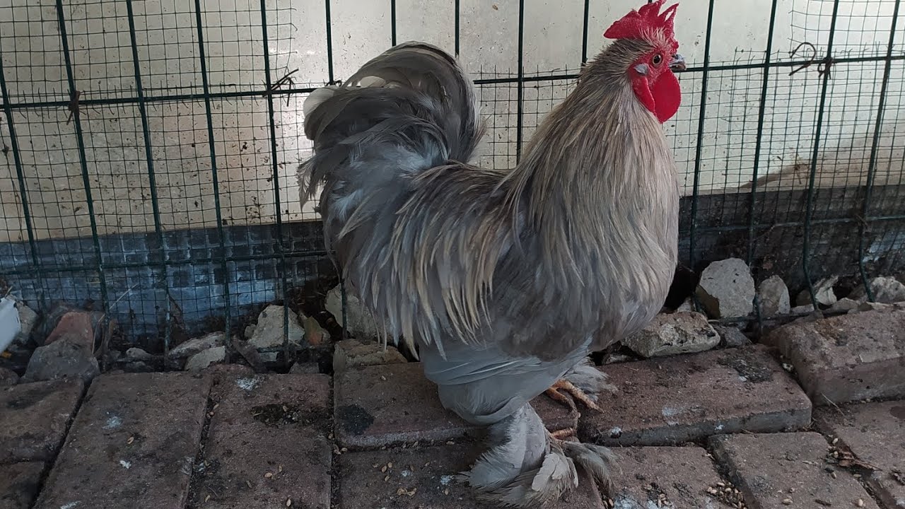 Yeni cüce koşin Horozum,Hint civcivlerimiz büyüyor kümesteki gelişmeler.