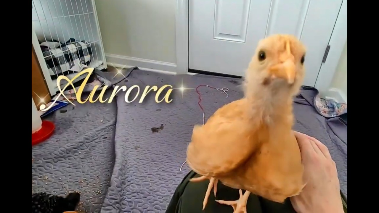 Name reveal for baby chickens #chickens #cute #birds #backyardchickens #babychicks #pets