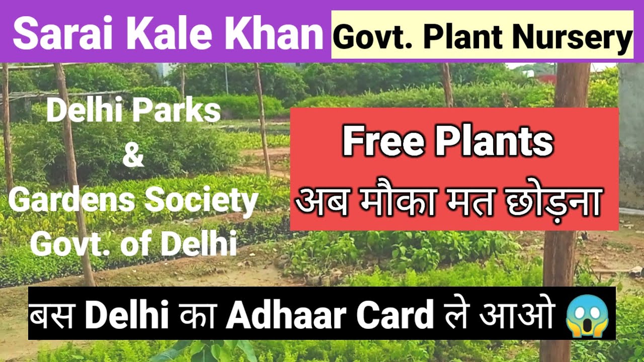 Sarai Kale Khan Free Plant Nursery|||DPGS Delhi||#youtube #plantnurseryvisit