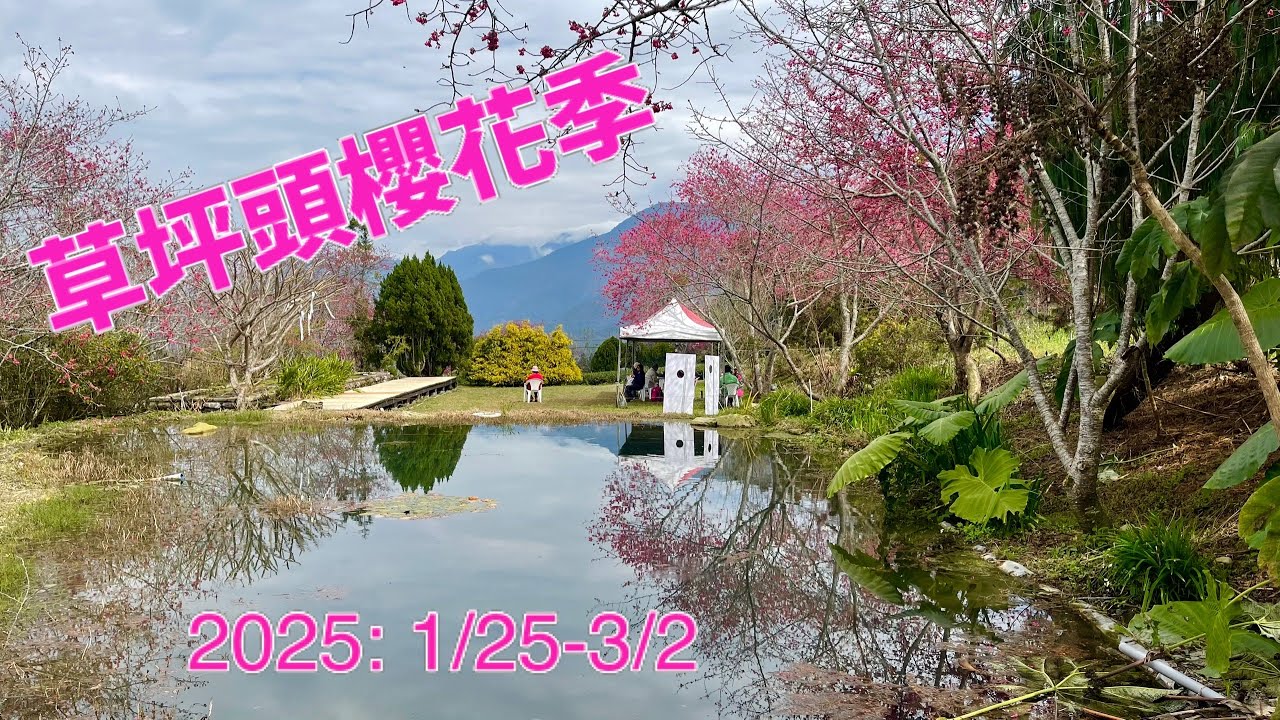 草坪頭櫻花季(2025-1/25-3/2)