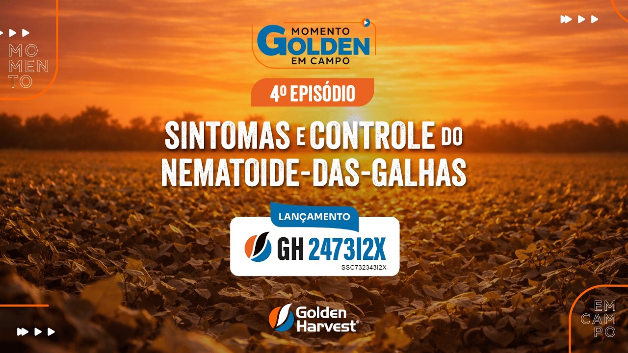 Momento Golden em Campo - 4º episódio: Os principais sintomas do nematoide-das-galhas na lavoura​