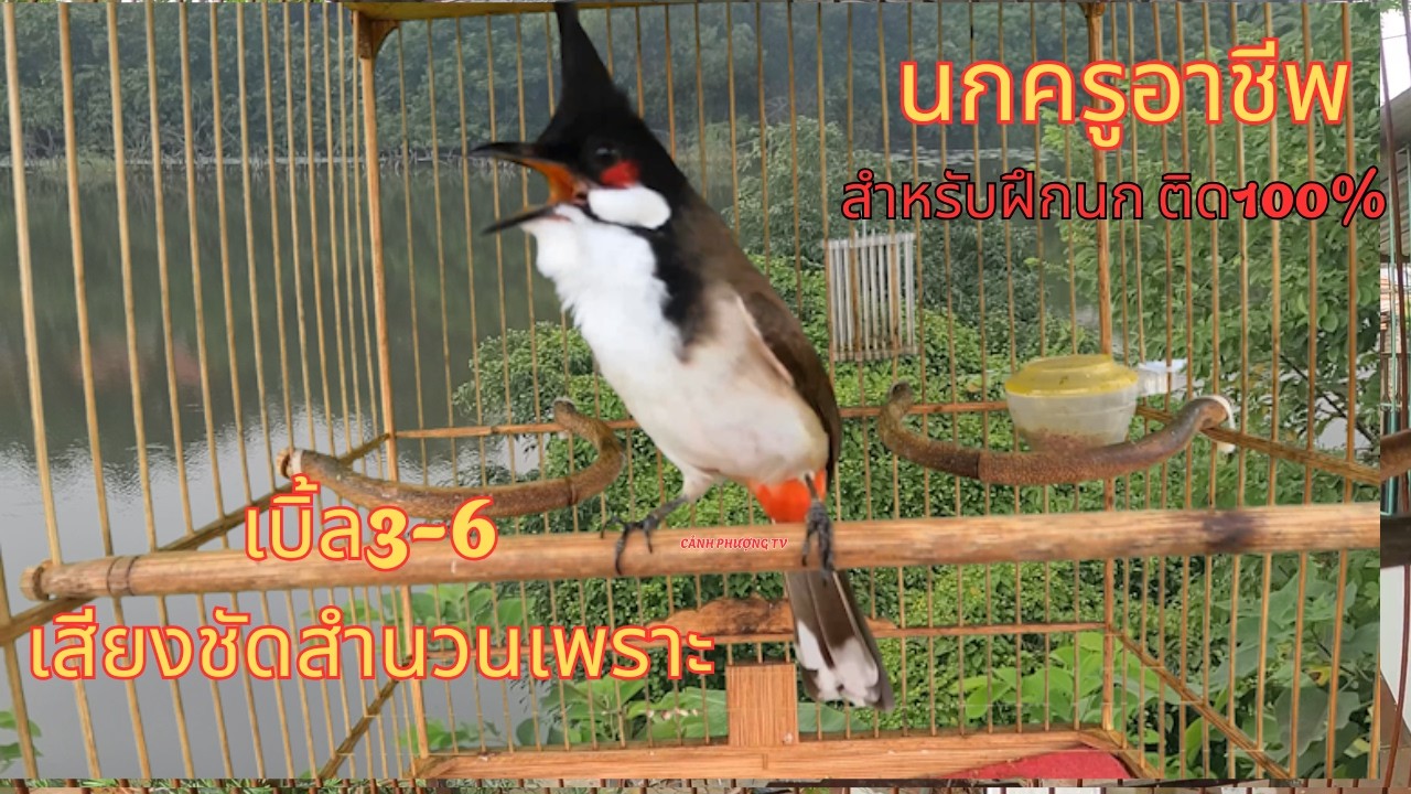 เสียงนกครู เบิ้ลร้อย เบิ้ล100 หาฟังยากมือใหม่สอนนกต่อเนื่องติดง่าย100% #นกครูอาชีพ #cǎomào