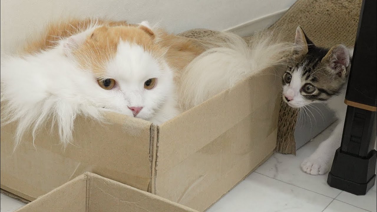 How Does the Rescued Kitten Ask the Big Cat to Play with Him? │ Episode.61