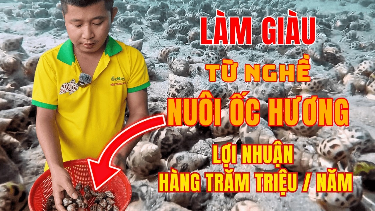 Thu tiền TỶ nhờ nuôi ốc Hương. Mô hình nuôi ốc hương trong nhà, dễ làm, lợi nhuận cao.