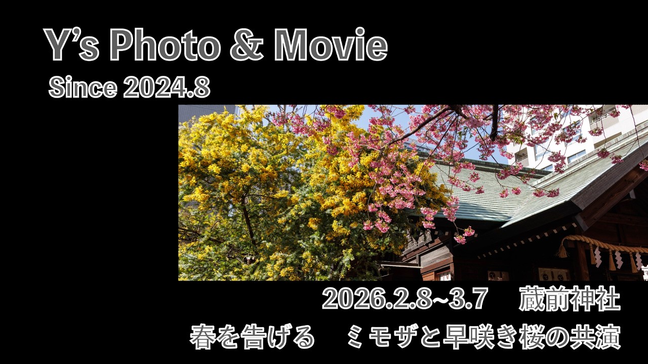 蔵前神社「ミモザ」と「早咲き桜」の共演！
