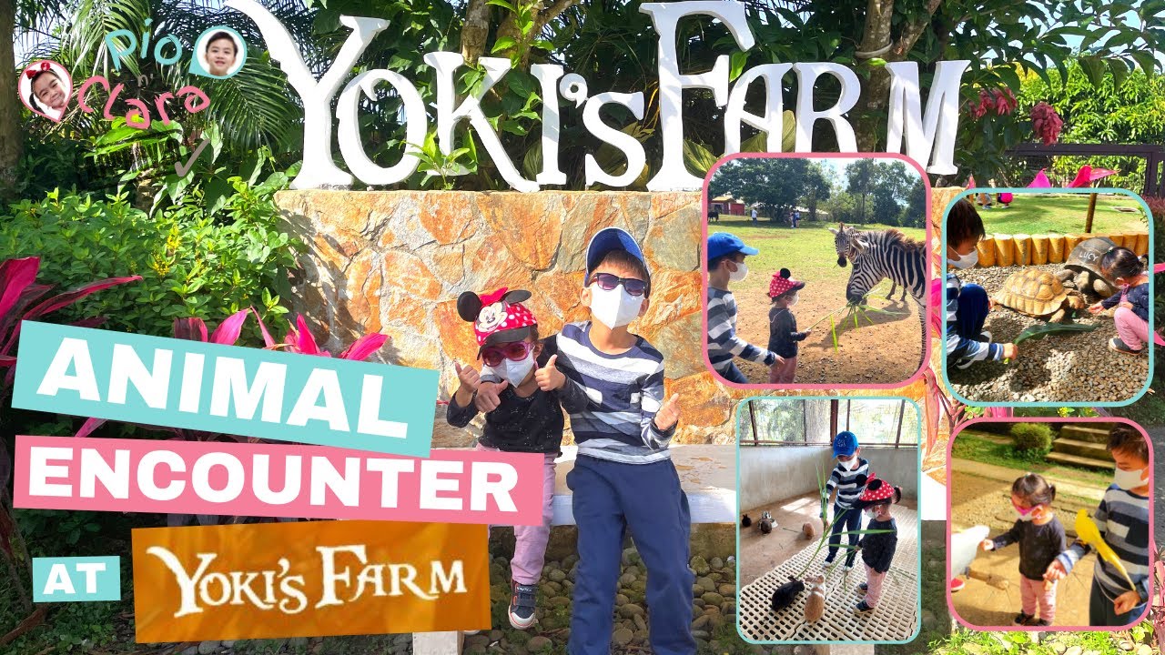 Animal Encounter at Yoki's Farm | Pio n' Clara Approved