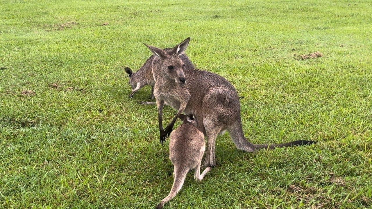 road trip in Queensland (part 1) | kelionė po Kvinslandą (1 dalis)