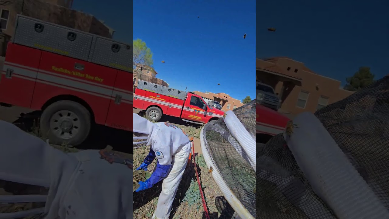 NOT A ROMCOM #invasivespecies #HONEYBEE #KILLERBEEGUY #KILLERBEE