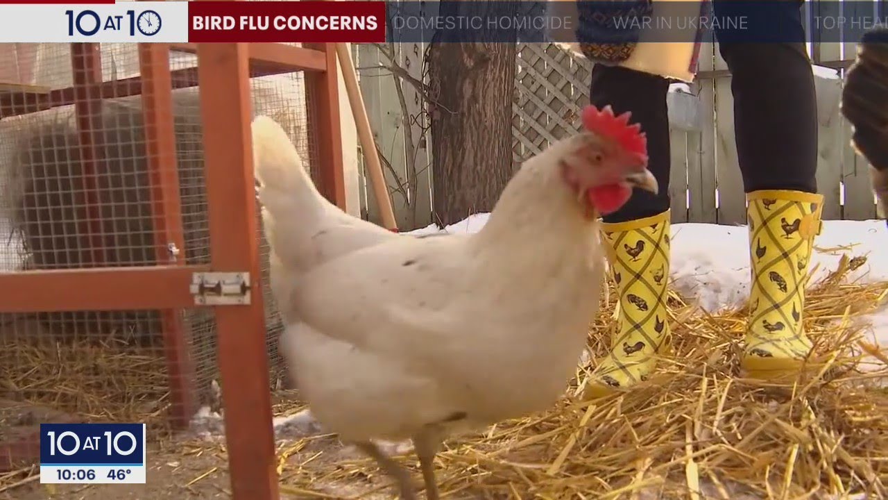 Concerns over bird flu outbreaks rise, especially in backyard chickens | FOX 9 KMSP