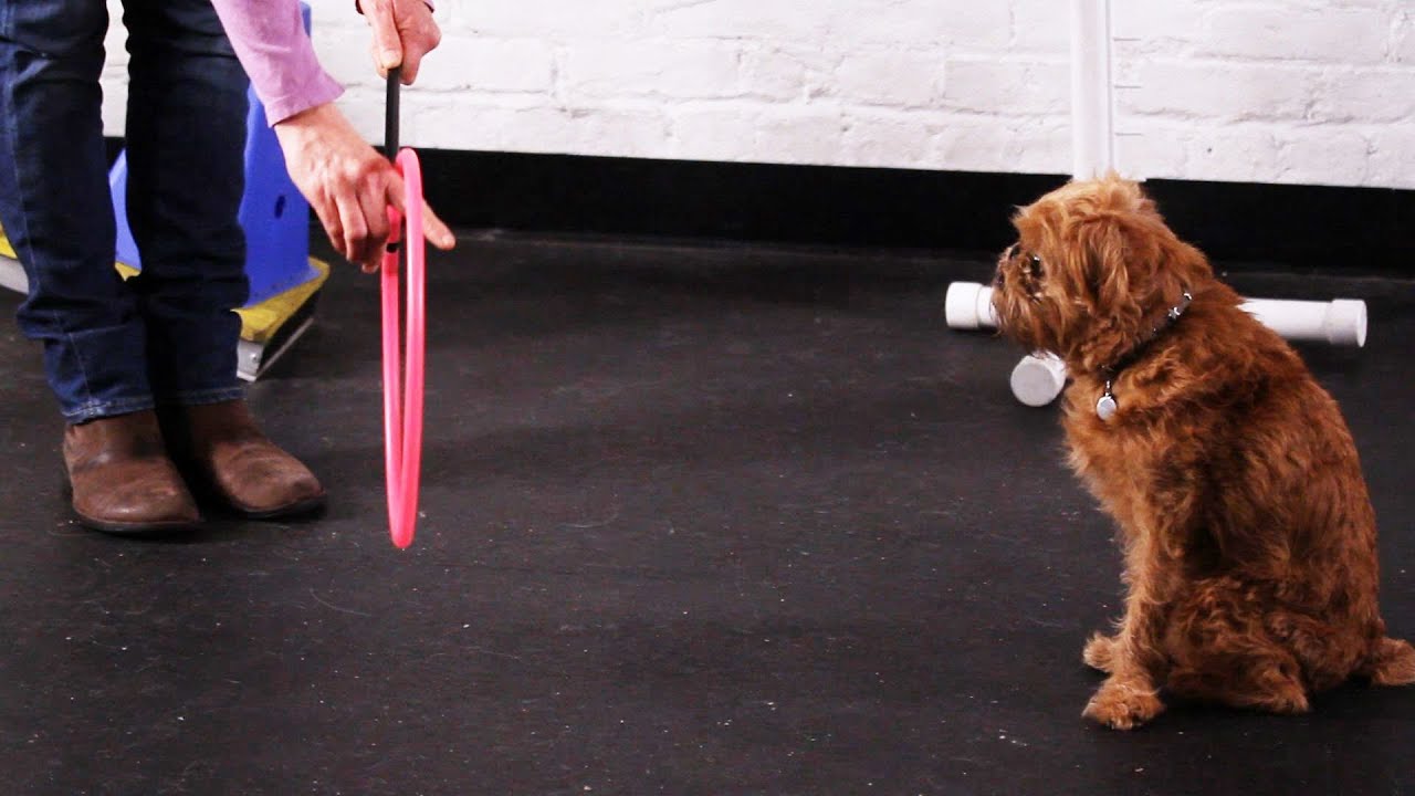 Teach Dog to Jump through Arms, Pt. 1 | Dog Tricks