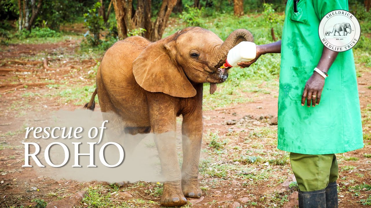 Roho's Rescue | Sheldrick Trust