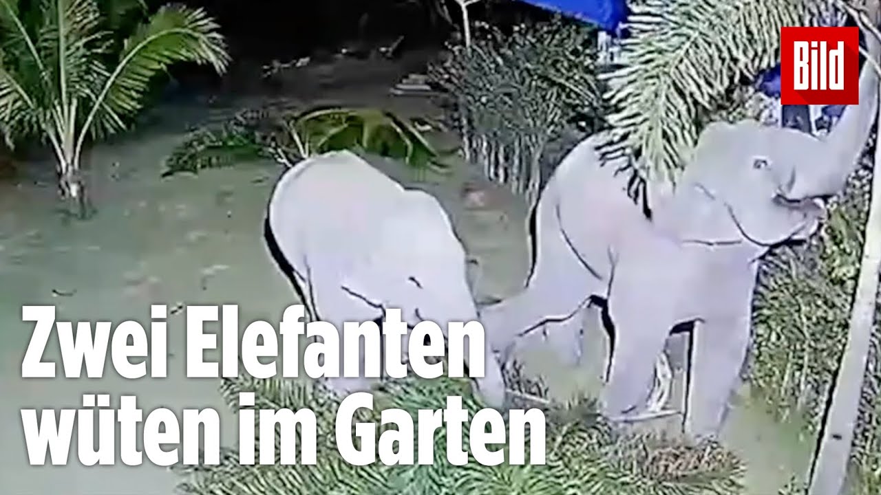 Elefanten fällen Palme und parken Auto um