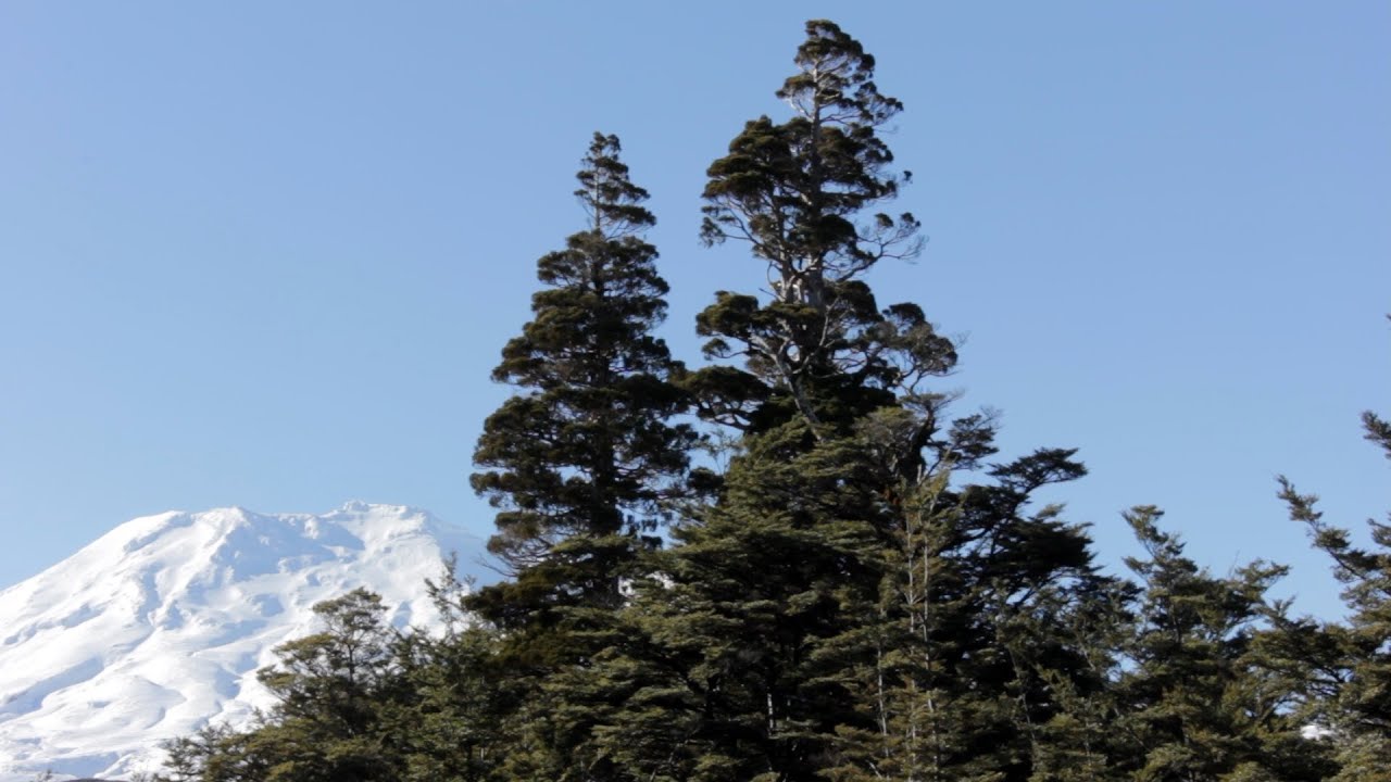 Vegetation Succession Processes in a Volcanic Environment