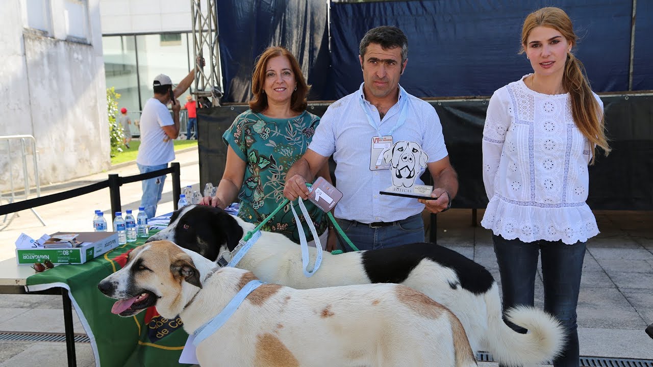 VI Concurso de C&atilde;o de Gado Transmontano | 2019 | 4k | BOTICAS