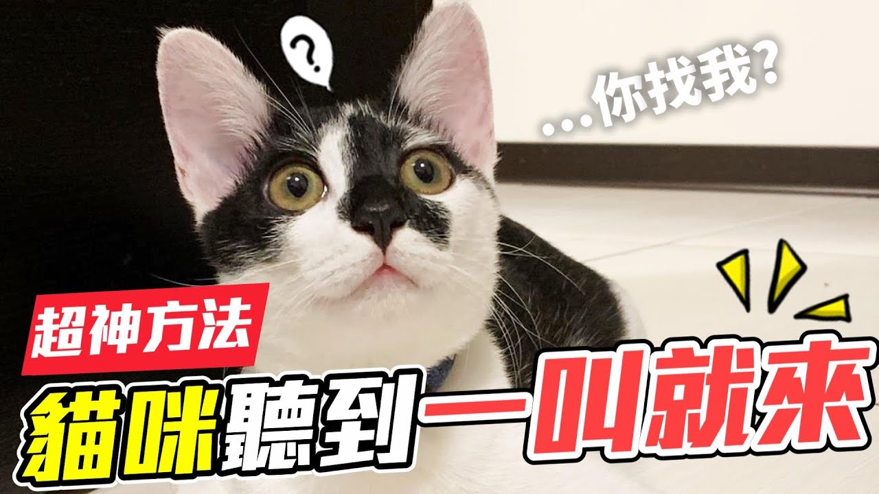 實測叫貓咪的名字，竟然一叫就來!【維特】｜這隻貓有病#05