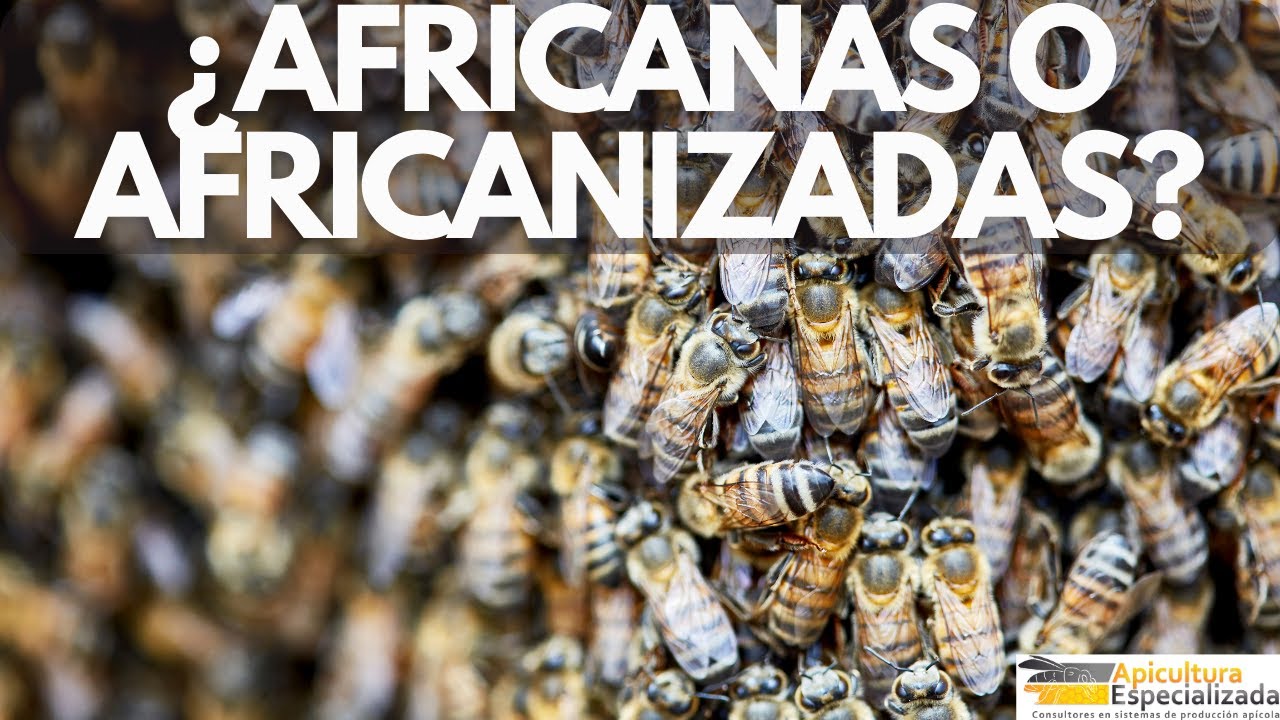 ¿Qué son las abejas AFRICANIZADAS en la Apicultura?