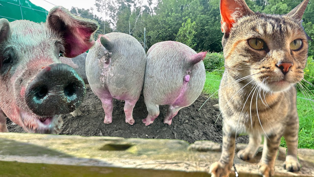 🍑🐷 Apple Bottom Pigs 😽 Barn Cats with the Fur