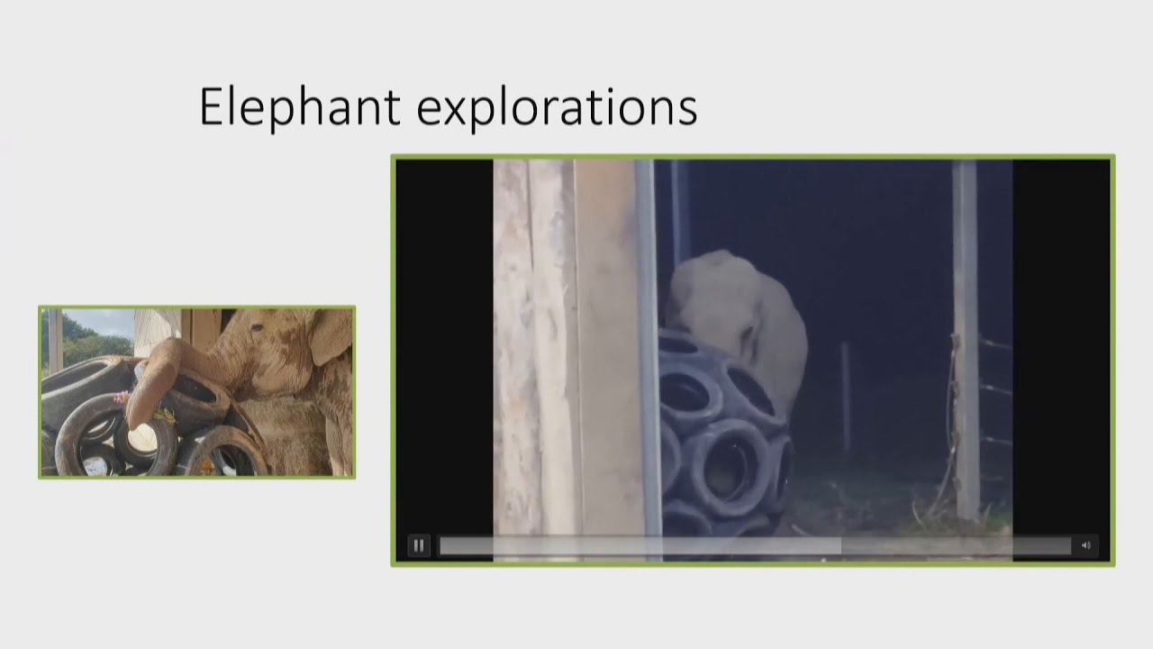 Toys for Elephants - EMF2024