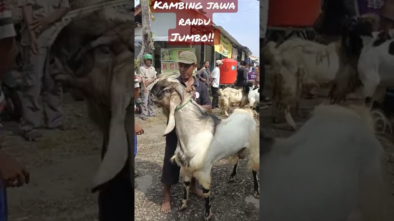 JAWA RANDU JUMBO||KAMBING KURBAN