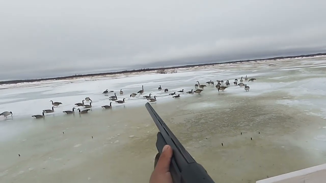 James Bay spring goose hunt 2025