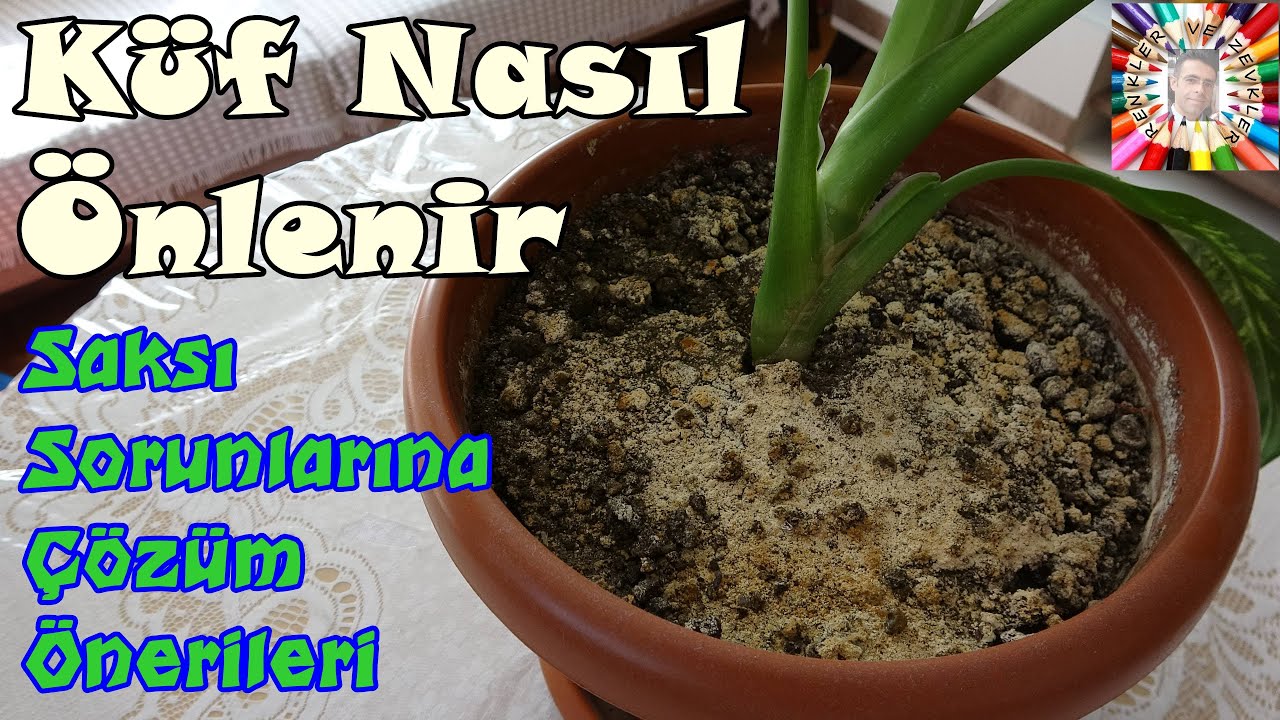 Saksı Toprağı Neden Küflenir?
