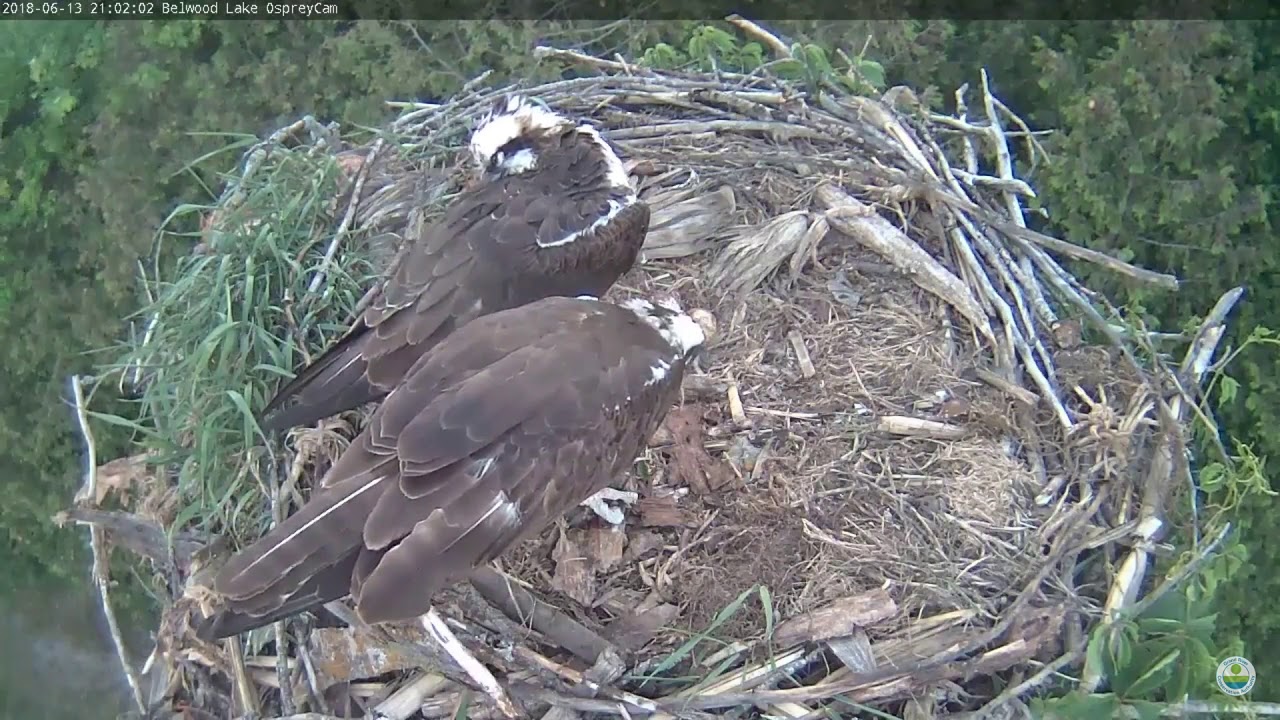20180613 Belwood Lake Osprey. Chick is starving but doesn't get any feeding.