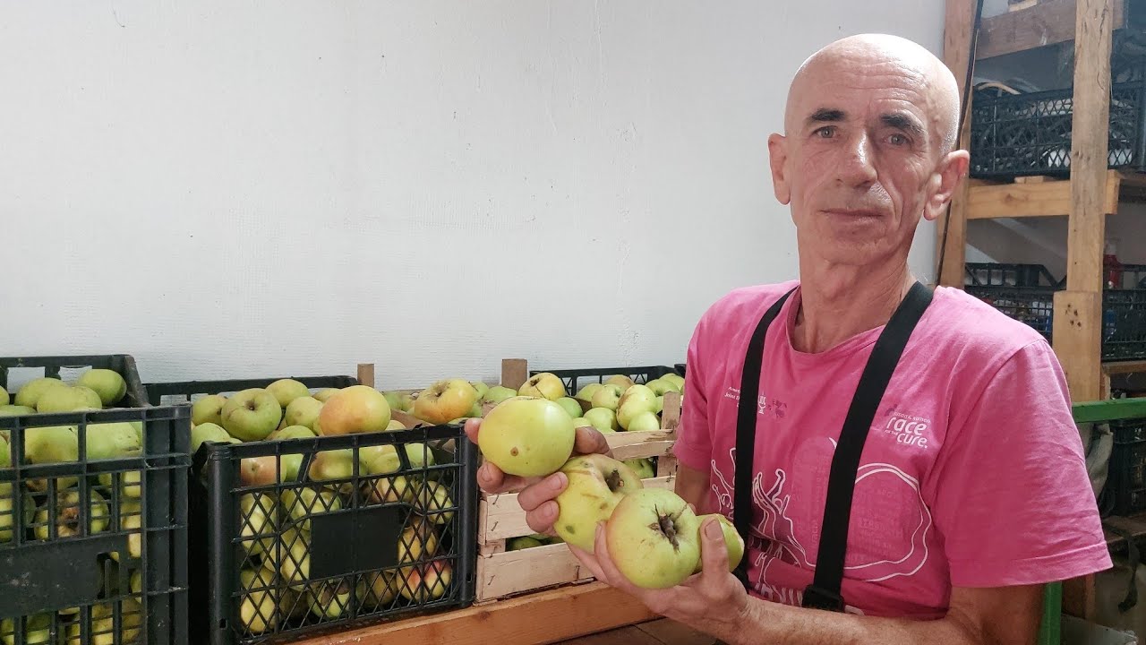 UZGOJ STARE AUTOHTONE JABUKE KANIĆKE KOD SEJE U MALINAMA