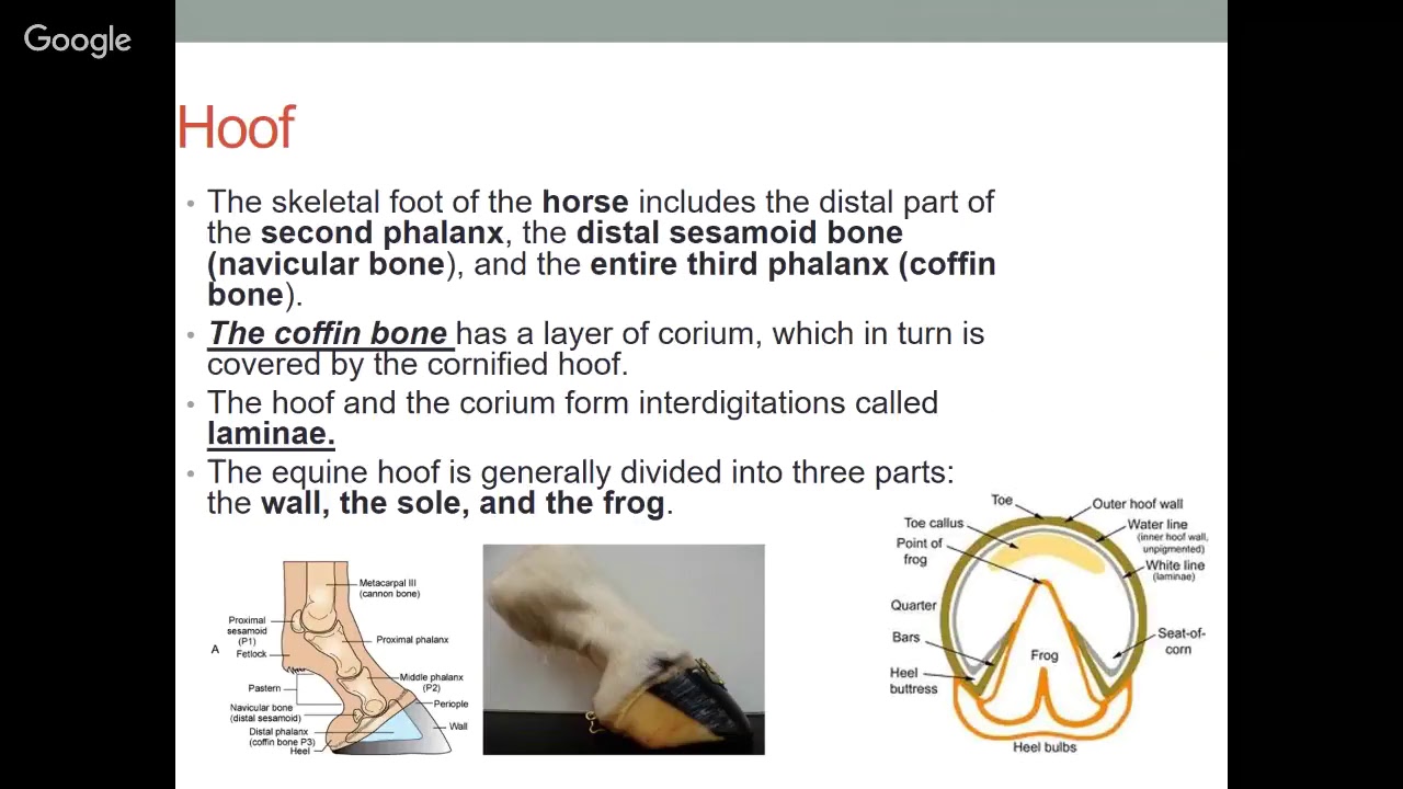 Chapter 5 - The Integument and Related Structures