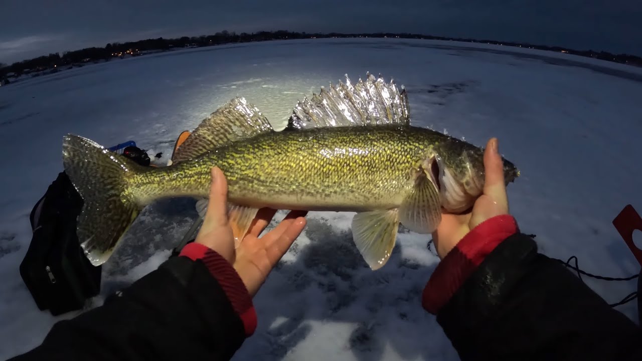 METRO WALLEYE, 4 nice ones #fishing #icefishing
