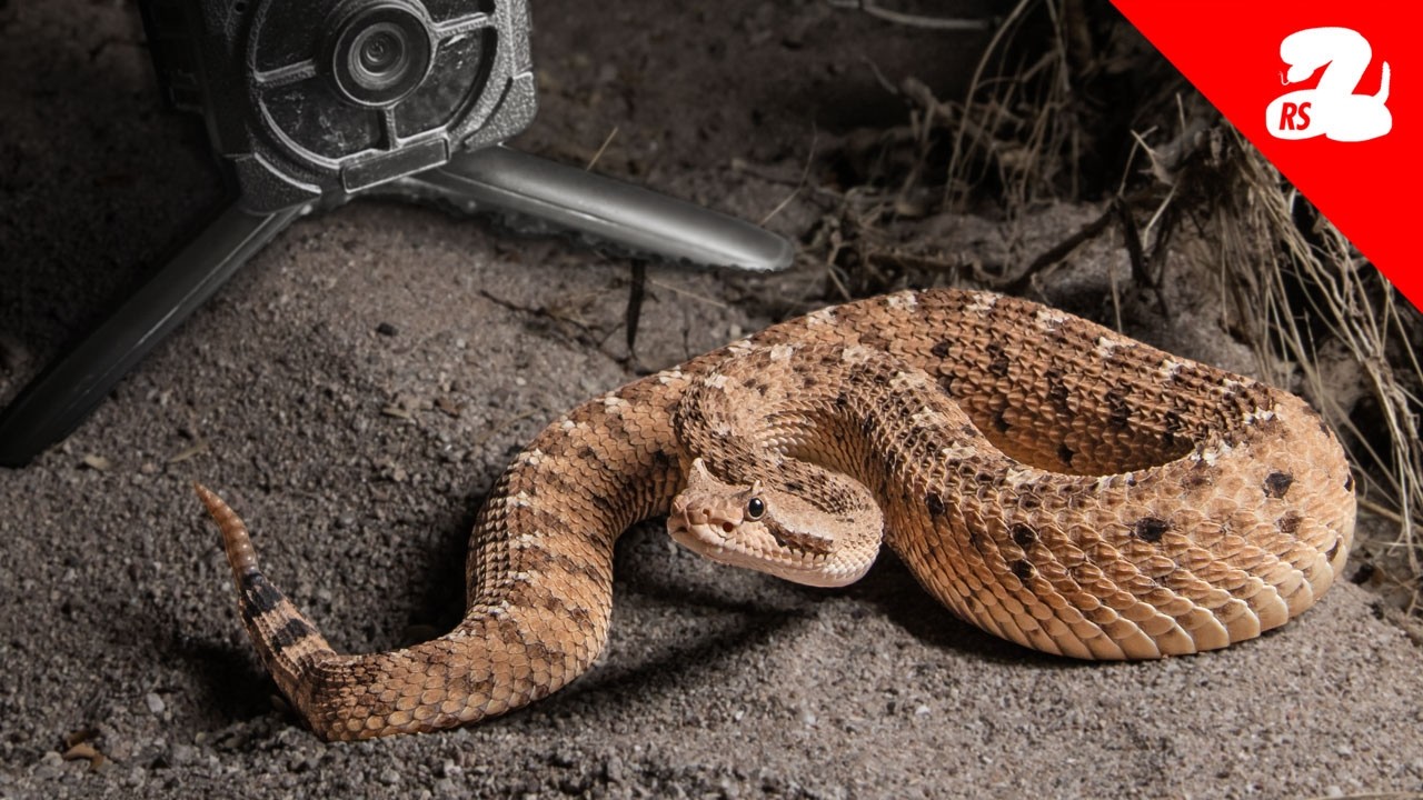 Trail Cameras on Hunting Rattlesnakes - What Will They See?