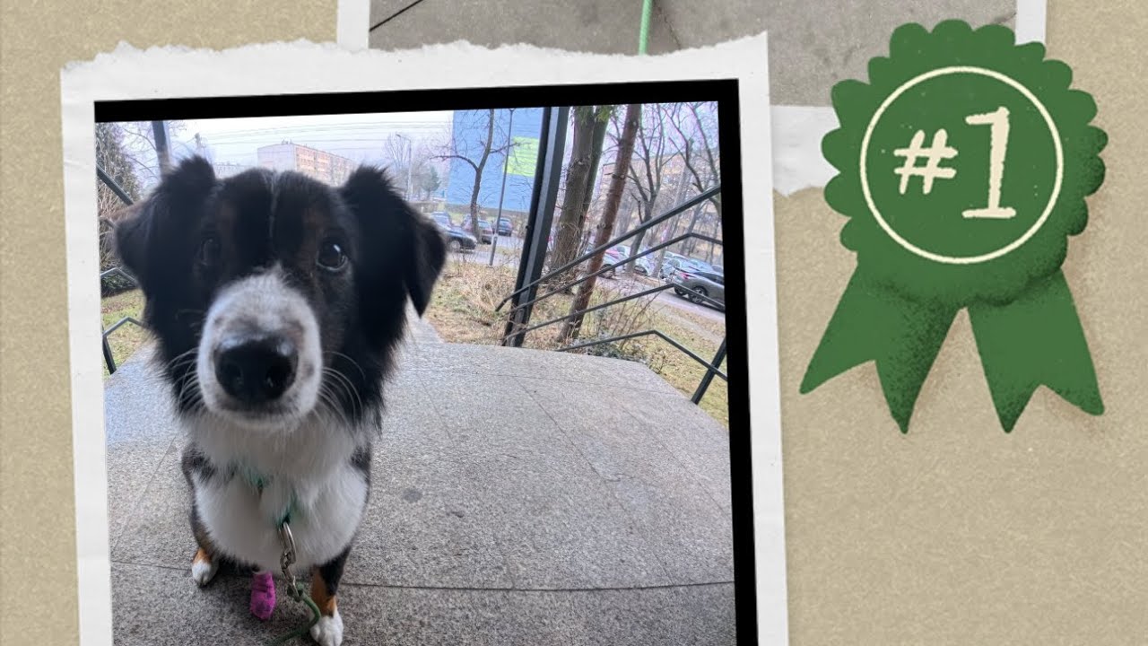 Pies asystujący:Kawiarnia bez cukru/lodomania,katowice szopienice wybieg😄