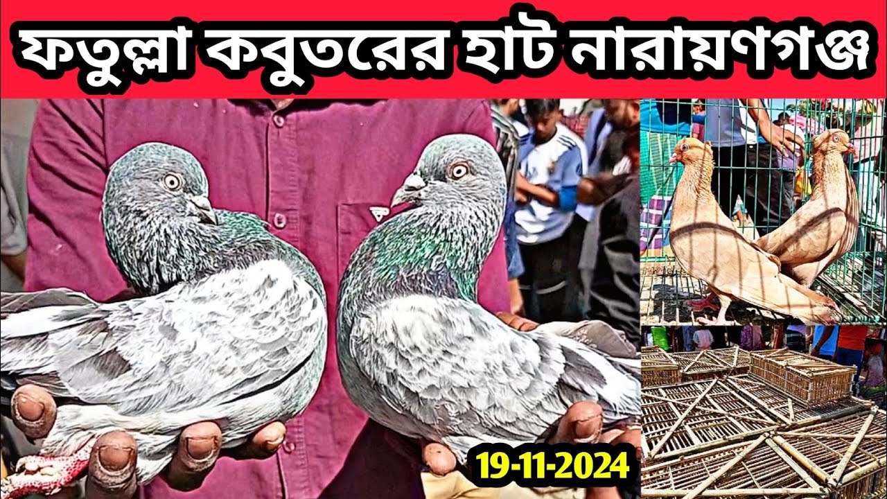 19-11-2024 ফতুল্লা কবুতরের হাট নারায়ণগঞ্জ। কম দামে গিরিবাজ কবুতর। কবুতরের খাঁচার দাম। Fatullah hat.