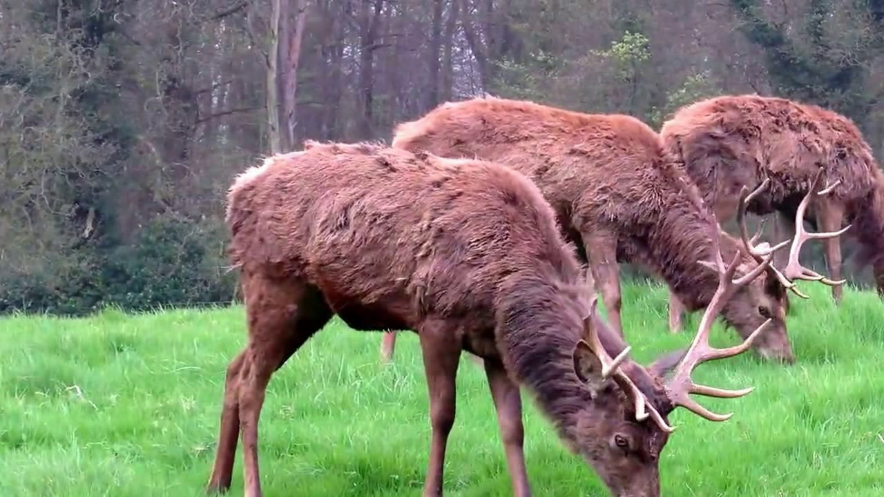 Magnificent 'Red Deer'
