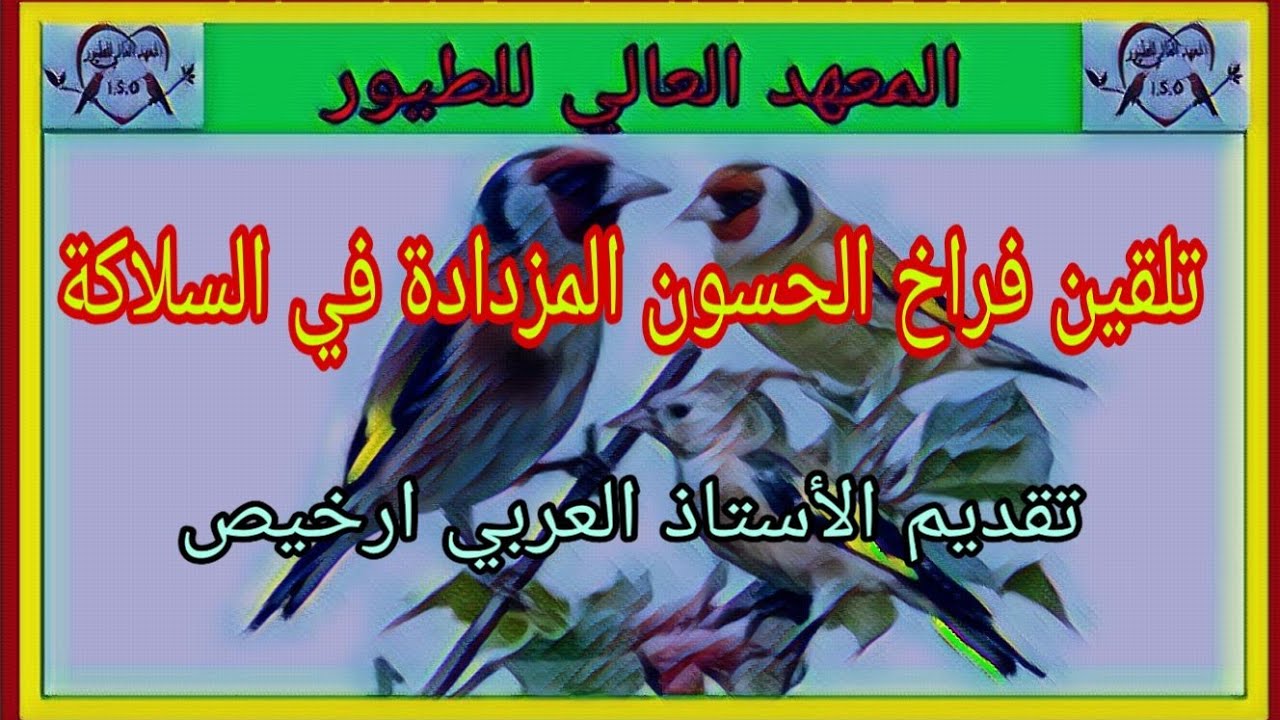 تلقين فراخ الحسون المزدادة في السلاكة