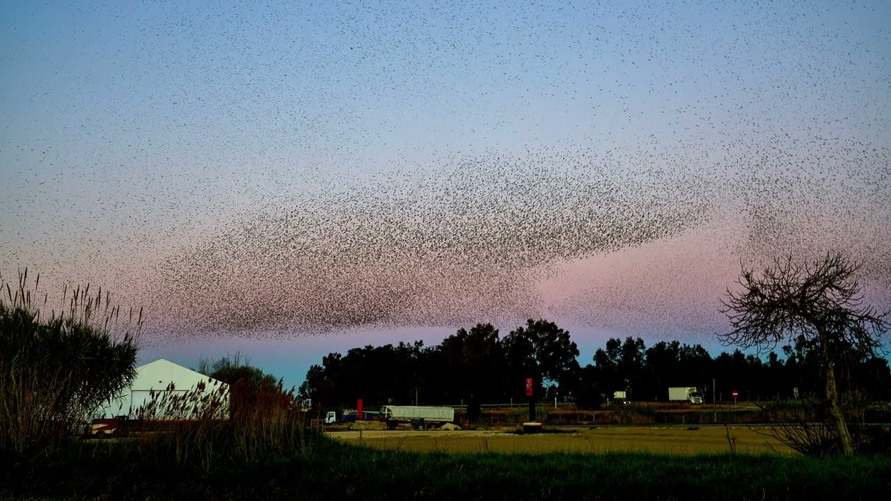 Plasticidad Estornina. Sterling murmuration.