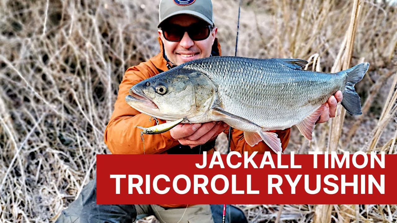 Jackall Timon Tricoroll Ryushin. Воблеры для ловли форели, голавля, жереха на течении