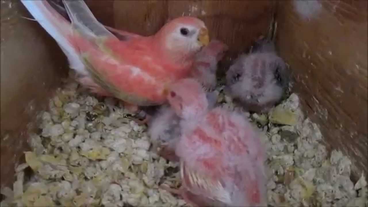 BOURKE PARAKEET BABIES AS THEY GROW, a Rosy, Lutino, Rubino & Normal