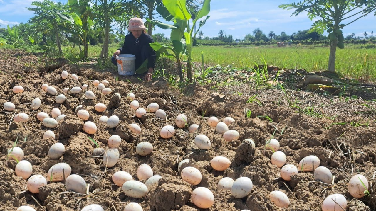 wow best videos - pick a lot of duck eggs under bamboo tree at field by hand a farmer