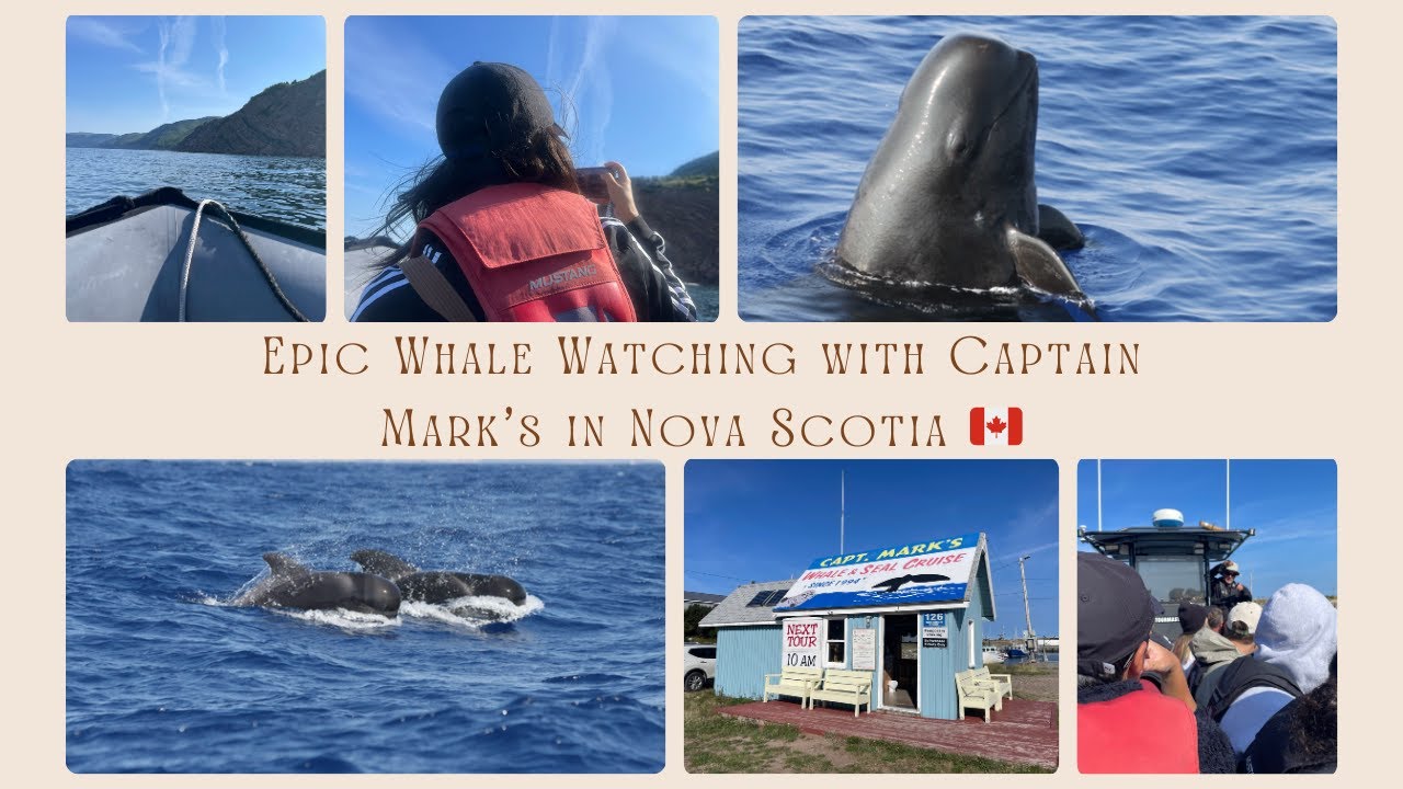 We didn't expect to see THIS many whales in Nova Scotia! | Whale watching in NS, Pleasant Bay