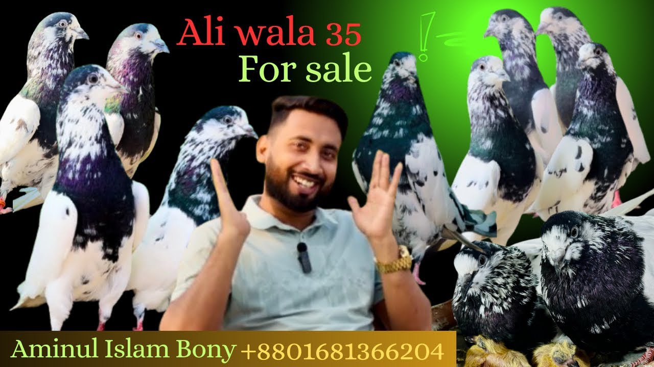 আলিওয়ালা ৩৫ #aliwala35pigeon #হাই ফ্লায়ার কবুতর #pakistani #pigeon 